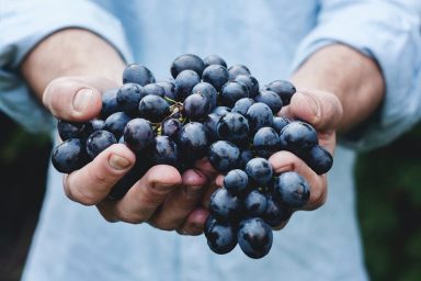 Are Wine Grapes Edible