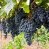 Are Wine Grapes Good for Eating
