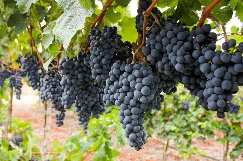 Are Wine Grapes Good for Eating