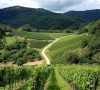How Many Wine Regions in France: A Connoisseur’s Guide
