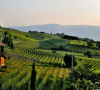 Where is Wine Produced: A Comprehensive Guide to the World’s Wine Regions